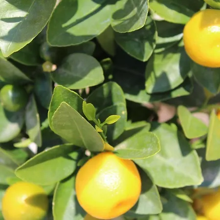 Con Terrazza A Due Minuti Dal Minusio