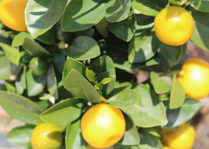 Con Terrazza A Due Minuti Dal Minusio