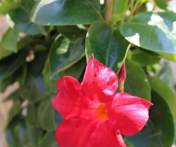 아파트 Con Terrazza A Due Minuti Dal Minusio