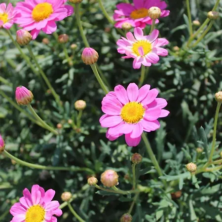 Con Terrazza A Due Minuti Dal *