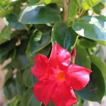 Appartamento Con Terrazza A Due Minuti Dal Minusio